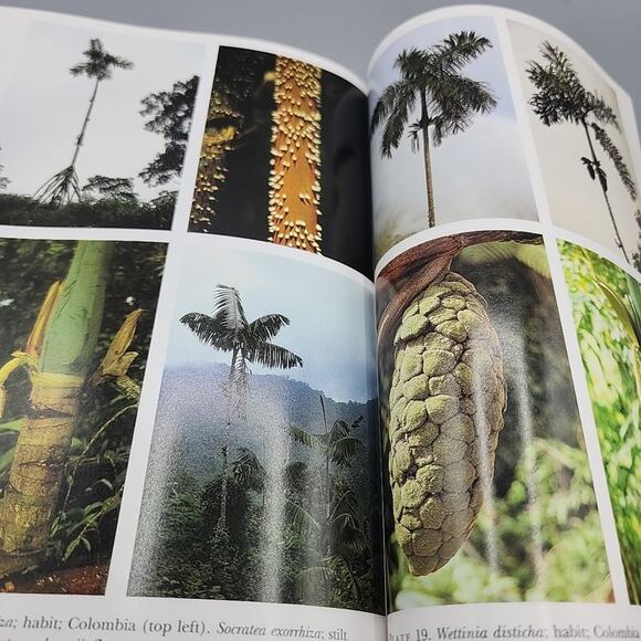 Field Guide to the Palms of the Americas Princeton By Andrew Henderson PB - Picture 13 of 16